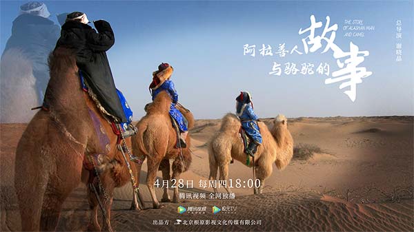 纪录片《阿拉善人与骆驼的故事》今日上线 回溯人与骆驼的千年守望