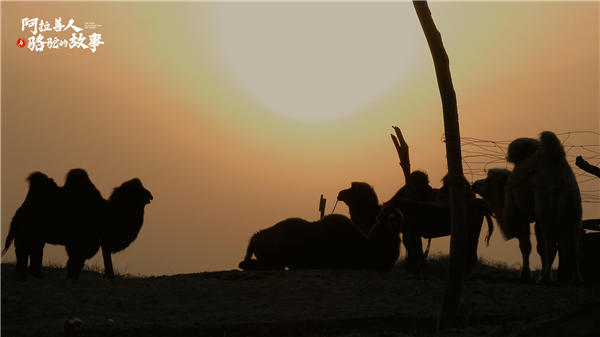 纪录片《阿拉善人与骆驼的故事》今日上线 回溯人与骆驼的千年守望(图5)
