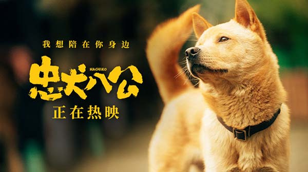 中国版《忠犬八公》全新特辑曝光 狗狗主演竟是流浪狗(图1)